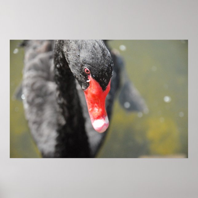 Poster Cygne noir (Devant)