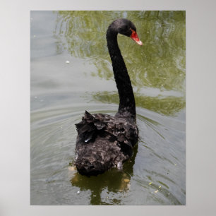Poster Cygne noir dans un étang tranquille