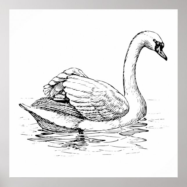 Poster Cygne noir et blanc (Devant)