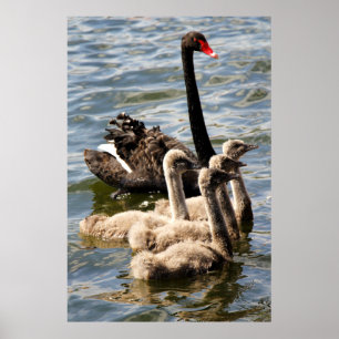 Poster Cygne noir et jeunes cygnes