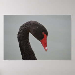 Poster Cygne noir exotique