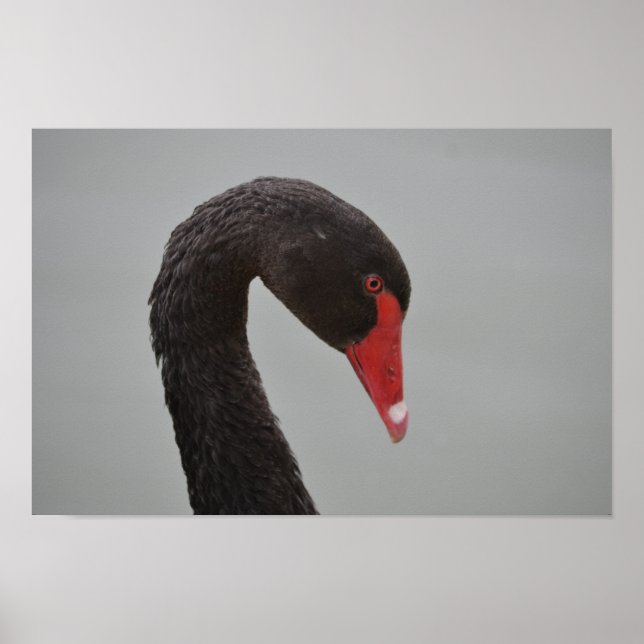Poster Cygne noir exotique (Devant)