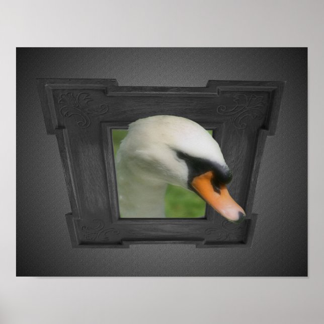 Poster Cygne Regal Hors De La Nature De La Frame (Devant)