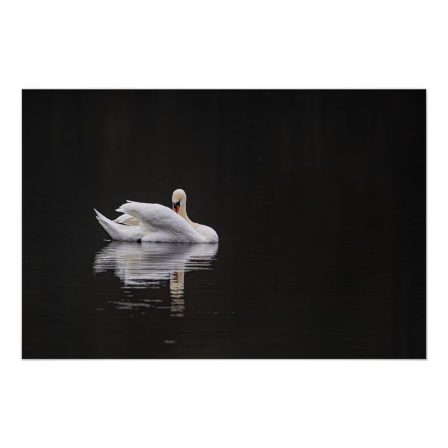 Poster cygne sur l'eau (swan) (Devant)