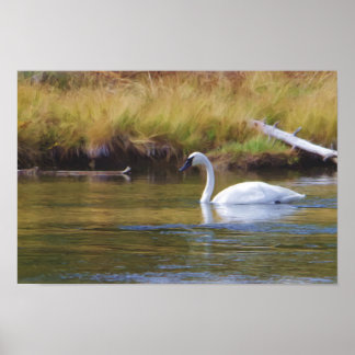 Poster Cygne trompette