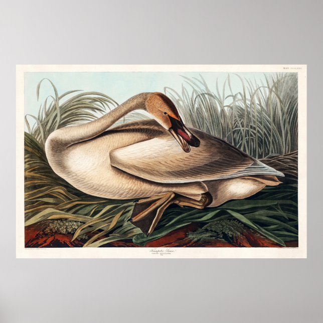 Poster Cygne trompette par John James Audubon (Devant)