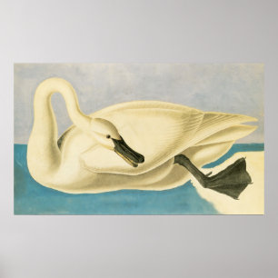 Poster Cygne trompette par John James Audubon, Oiseau Vin