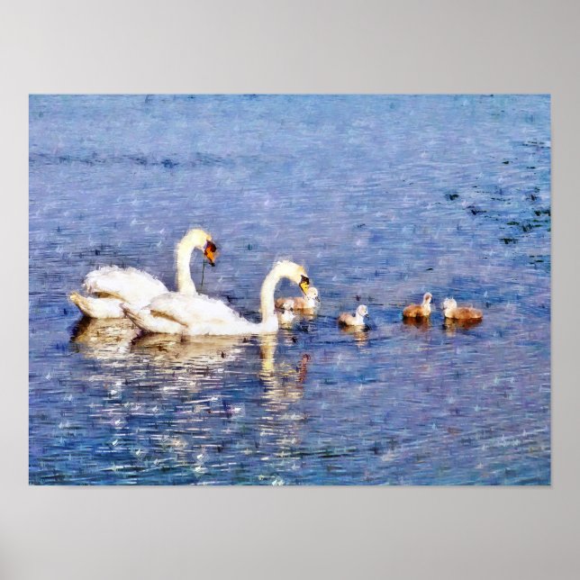 POSTER CYGNES (Devant)
