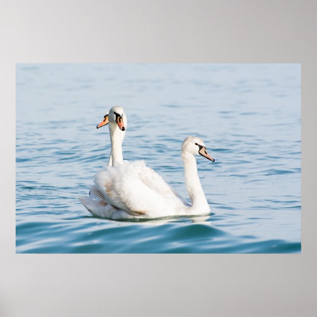 Poster Cygnes (Devant)