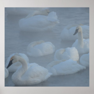 Poster Cygnes dans le brouillard matinal (Cygnus buccinat