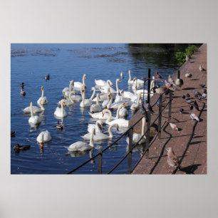 Poster Cygnes et autres oiseaux à Roath Park Lake Cardiff