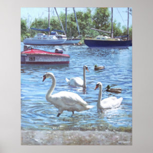 Poster cygnes et bateaux du port de christchurch