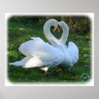 Cygnes muets 9Y098D-012
