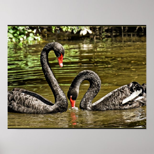 Poster Cygnes noirs (Devant)