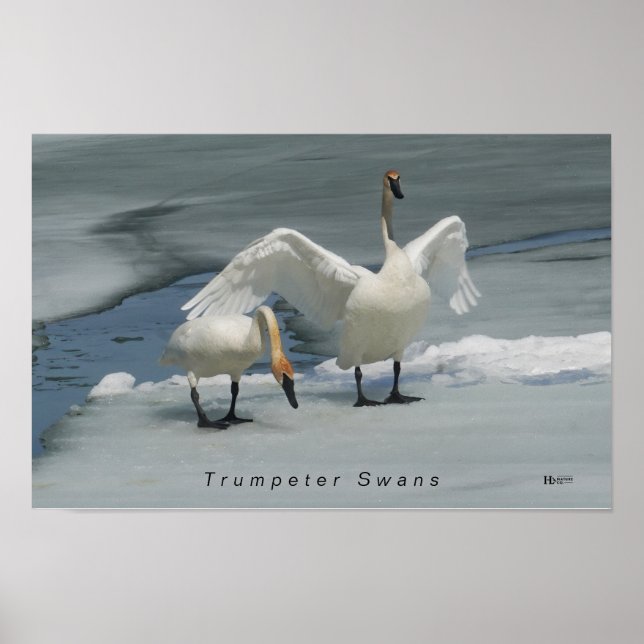 Poster Cygnes trompettes dans le nord du Michigan (Devant)