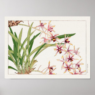 Poster Cymbidium by Tanigami Konan