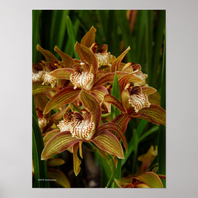 Poster Cymbidium tryanum (Devant)