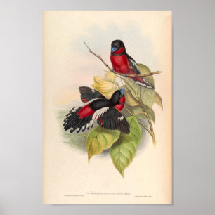 Poster Cymbirhynchus Affinis Oiseau Vintage Rouge D'Asie