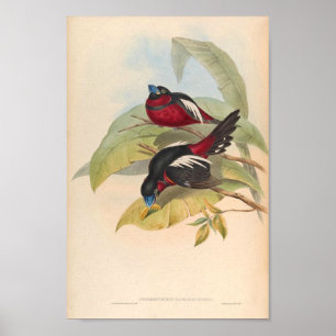 Poster Cymbirhynchus Macrorhynchos Vintage Bird oF Asie