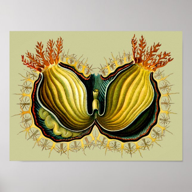 Poster Cynthia melocactus Ernst Haeckel Fine Art (Devant)