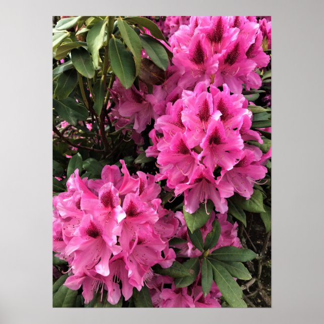 Poster Cynthia Rhododendrons, Oregon (Devant)
