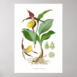 Poster Cyprepedium calceolus
