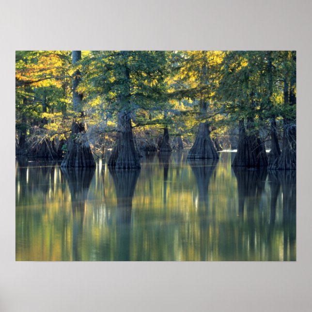 Poster Cyprès Bald Arbres | Horseshoe Lake Illinois (Devant)