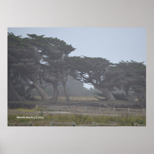 Poster Cyprès Monterey