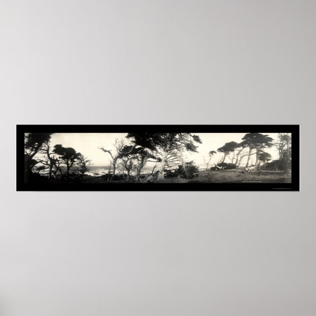 Poster Cypress Point Monterey Photo 1907 (Devant)