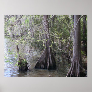 Poster Cypress Trees