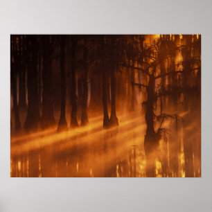 Poster Cypress Trees Parc d'état George Smith