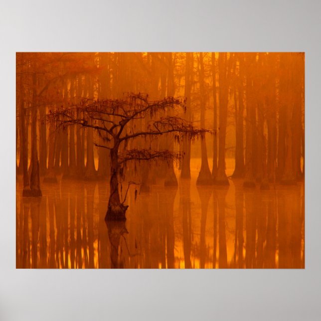 Poster Cypress Trees | Parc d'état George Smith (Devant)