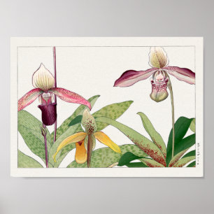 Poster Cypripedium par Tanigami Konan