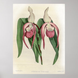 Poster Cypripedium Schroderae Orchid