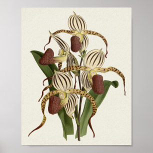 Poster Cypripedium Stonei