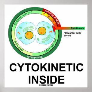 Poster Cytokinétique à l'intérieur (Mitose de la division