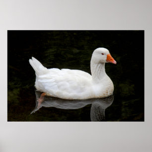 Poster  Czech Goose. Roath Park Lake, Cardiff, Wales Post