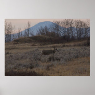 Poster D12 Mule Deer Buck and Sweet Grass Hills