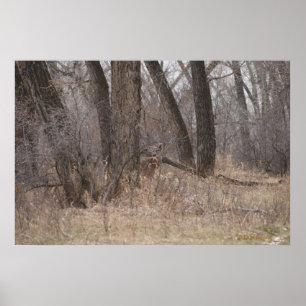 Poster D1 Buck de printemps de cerf à queue blanche dans