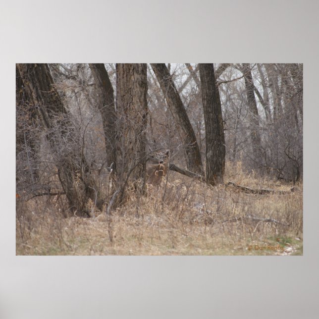 Poster D1 Buck de printemps de cerf à queue blanche dans  (Devant)