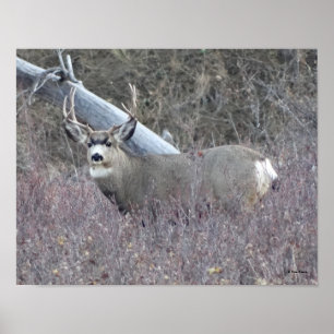 Poster D32 Mule Deer Buck