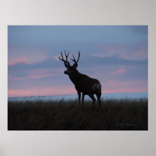 Poster D3 Mule Deer Sun Rise Buck