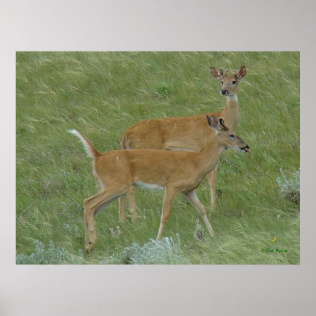 Poster D6 Cerf à queue blanche langue sortie (Devant)