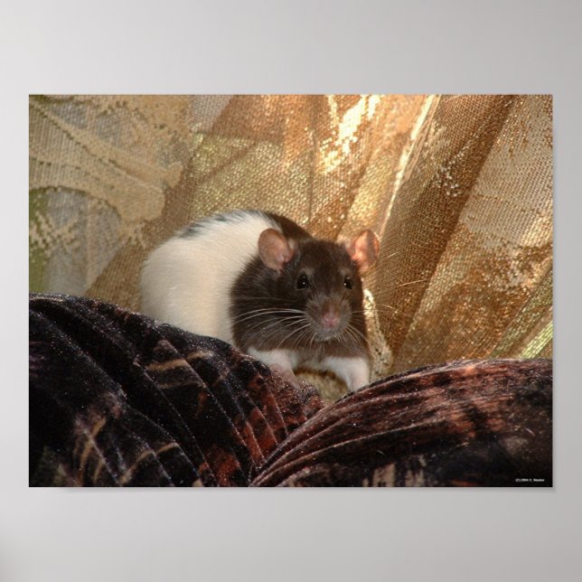 Poster d'Aardvark (Devant)