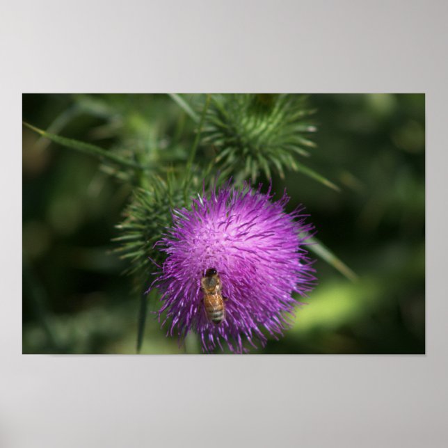 Poster d'abeille sur le chardon de lait (Devant)