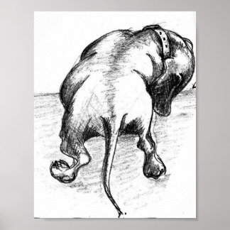 Poster Dachshund