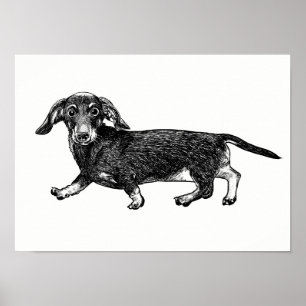 Poster Dachshund / Art Mur