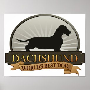 Poster Dachshund [Fil à cheveux]