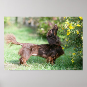 Poster Dachshund miniature à cheveux longs 1