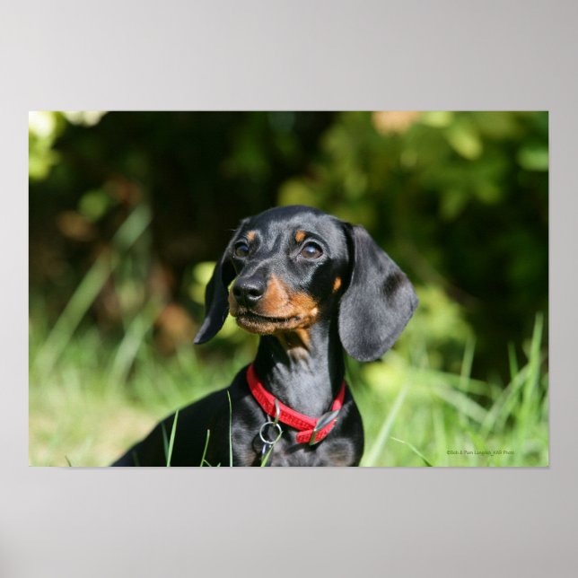 Poster Dachshund miniature à poil lisse 3 (Devant)